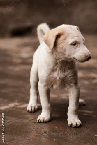 lost stray labrador puppy