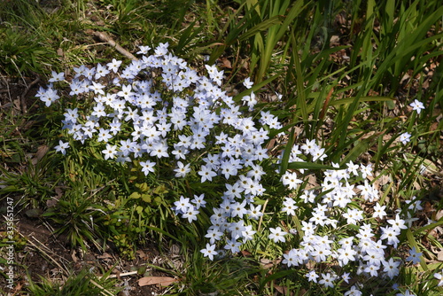 Spring starflower (Ipheion uniflorum) / Amaryllidaceae bulbous prennial grass. photo