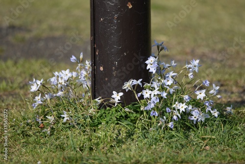 Spring starflower (Ipheion uniflorum) / Amaryllidaceae bulbous prennial grass. photo