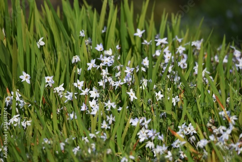 Spring starflower (Ipheion uniflorum) / Amaryllidaceae bulbous prennial grass. photo