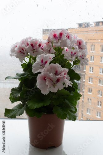 The plant of the royal pelargonium grandiflora with beautiful white flowers and green leaves in a pot is located at the window behind which there is snow and a view of the high-rise building on a gloo photo