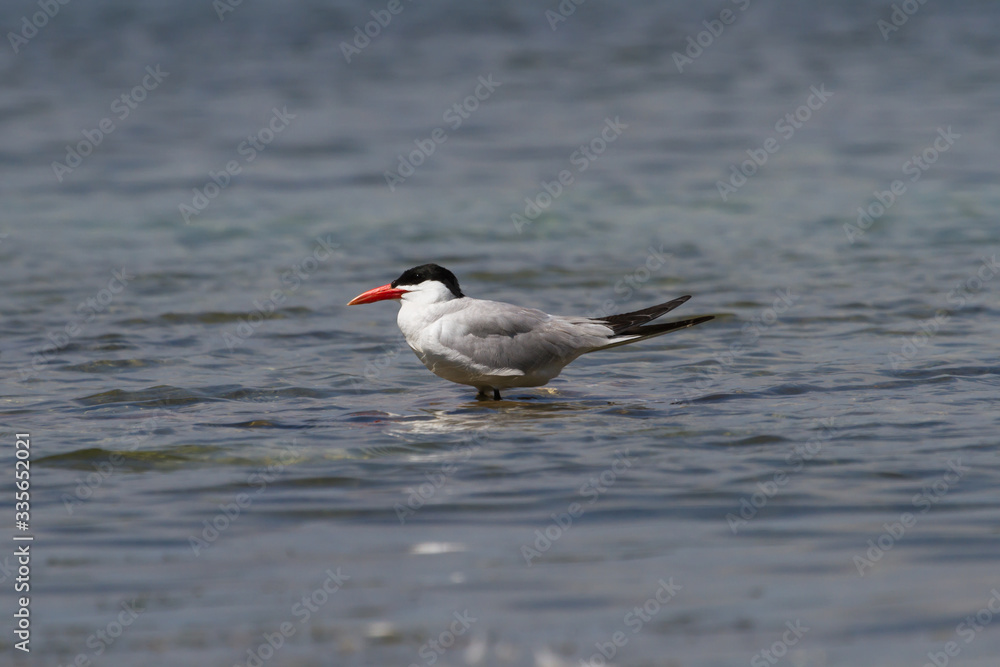 Caspian Tern standing on a rock in shallow water. Caspian Tern standing on a rock in shallow water.