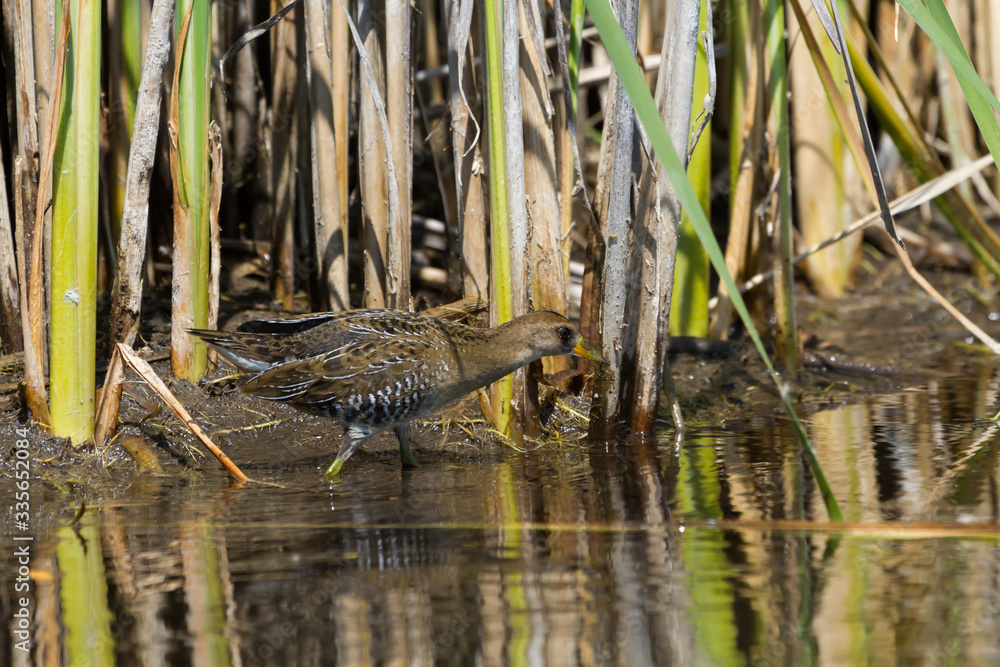 Sora wading in the shallow water of a wetland. Sora wading in the shallow water of a wetland.