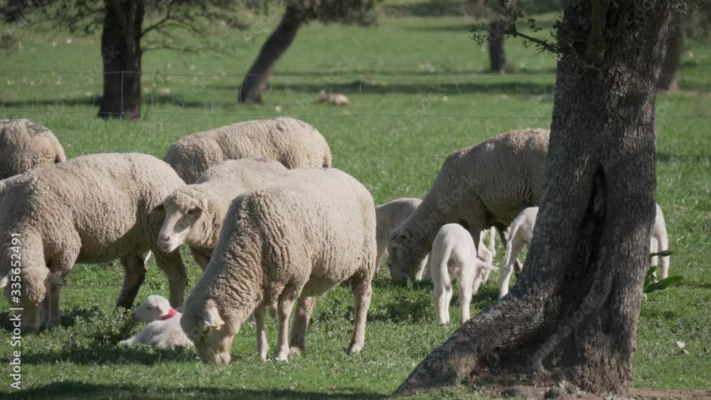 Herd of sheep and small lambs grazing in the pasture of Los Pedroches. Dehesa Andalusia Spain
Herd of sheep and small lambs grazing in the pasture of Los Pedroches. Dehesa Andalusia Spain