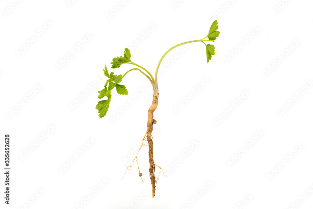 Parsley with roots and leaves on a white Parsley with roots and leaves on a white