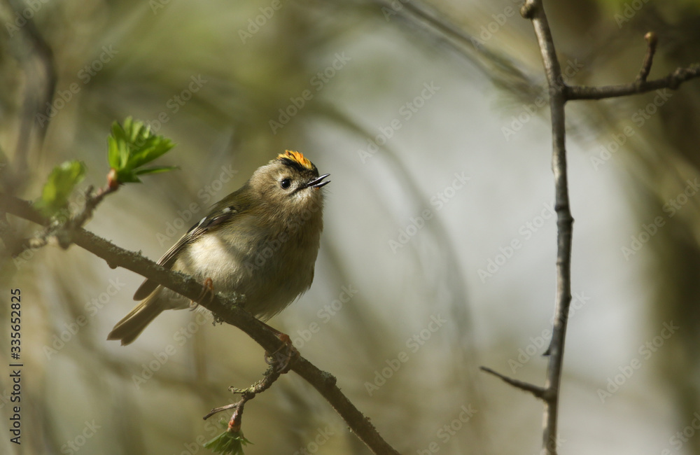 A singing Goldcrest, Regulus regulus, perching on a branch of a tree in spring. It is trying to attract a mate. A singing Goldcrest, Regulus regulus, perching on a branch of a tree in spring. It is trying to attract a mate.