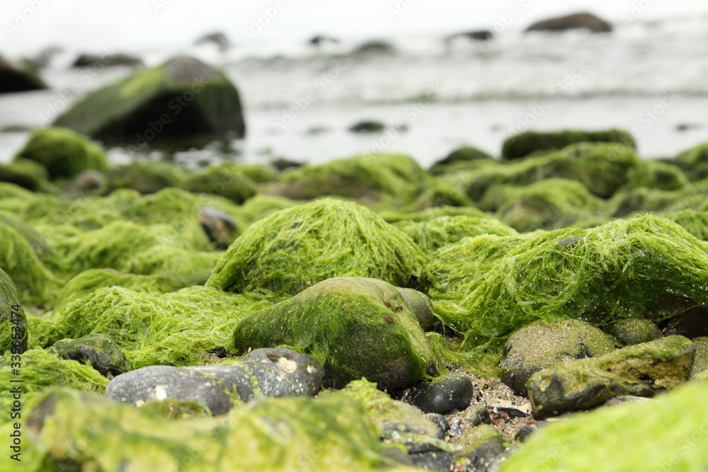 algae on the beach algae on the beach