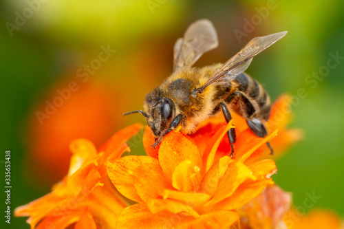 Beautiful  Bee macro in green nature  © blackdiamond67
