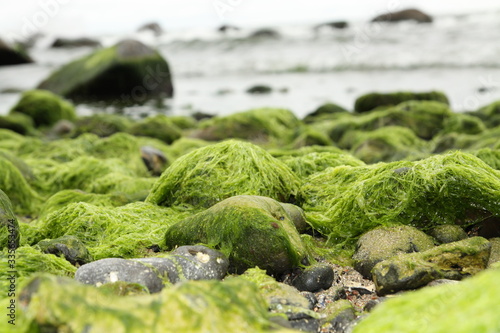 algae on the beach