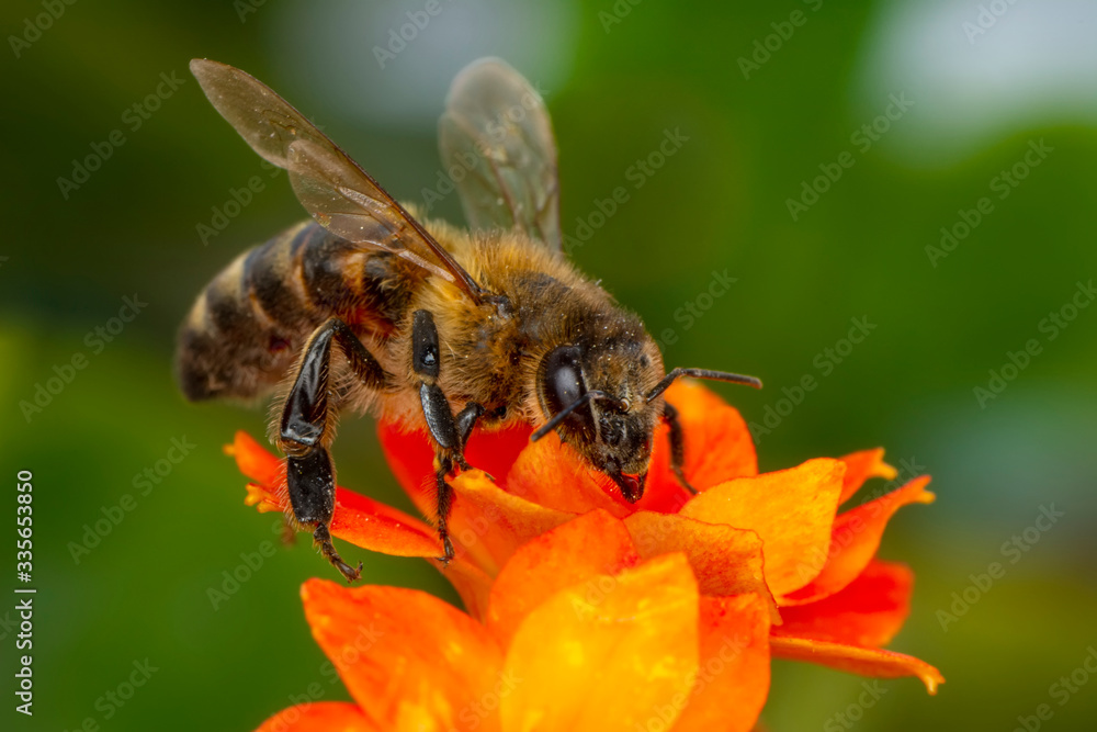 Beautiful Bee macro in green nature Beautiful Bee macro in green nature