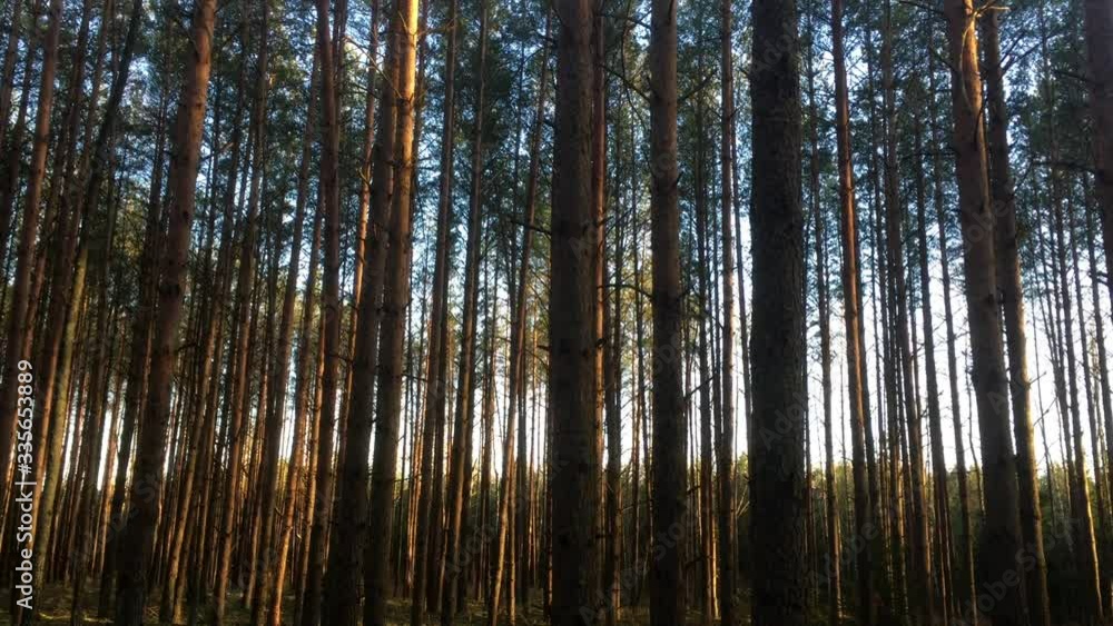 Sunlit Trees in the Wood Sunlit Trees in the Wood