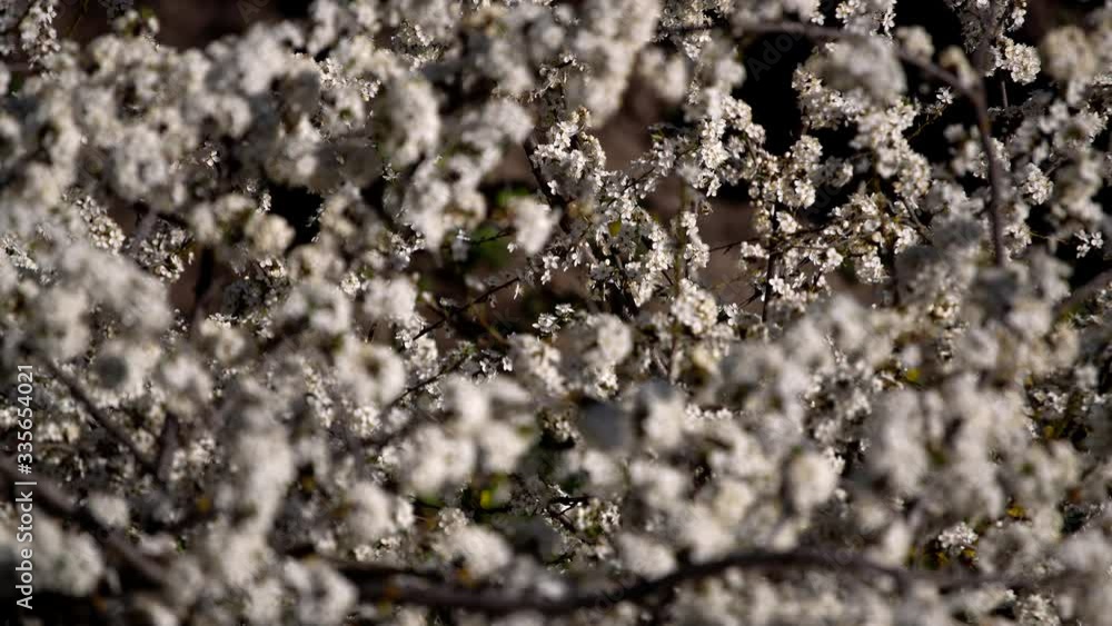 Flowering tree in spring and cross-pollination by insects. Flowering tree in spring and cross-pollination by insects.