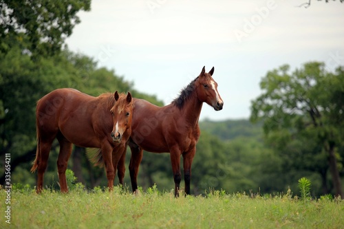 Quarter Horses in Pasture