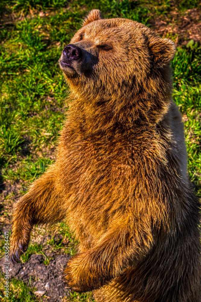Fototapeta premium Braunbär, Ursus arctos