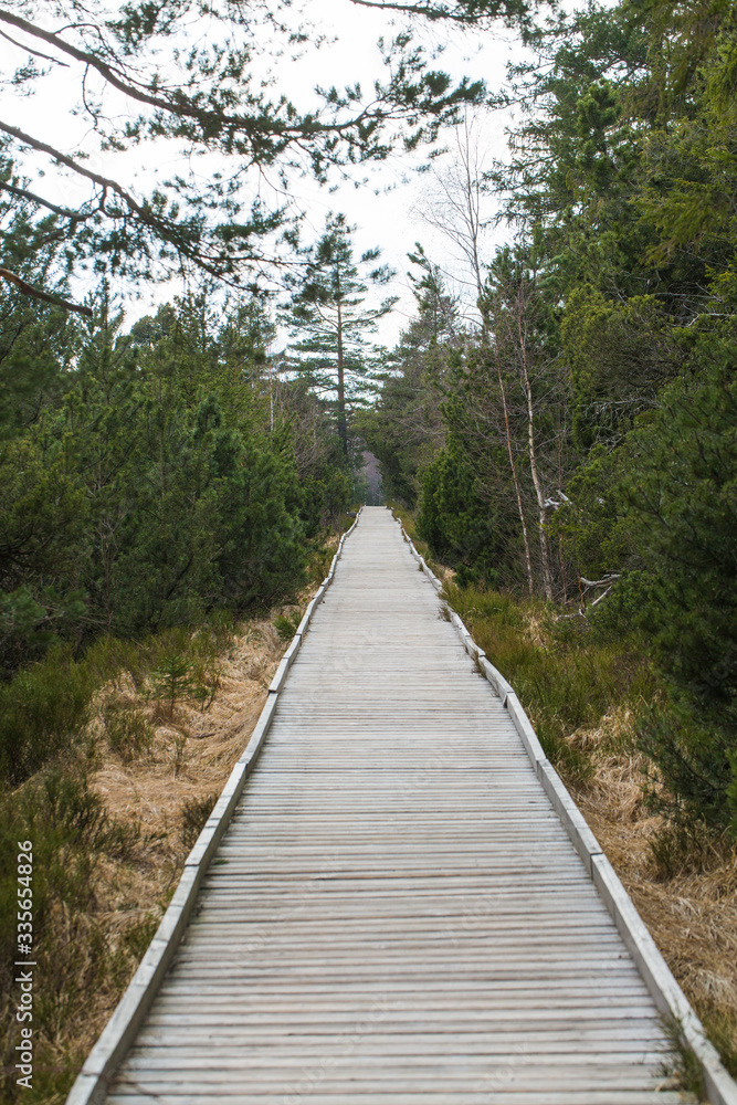 Pfad im Wald Pfad im Wald