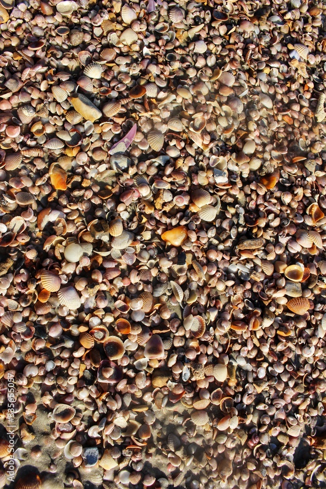 seashells on the beach seashells on the beach