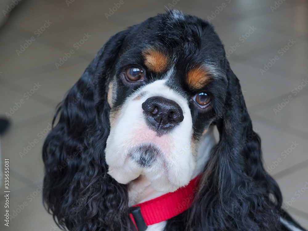 Adult cute tri-color American Cocker Spaniel Adult cute tri-color American Cocker Spaniel