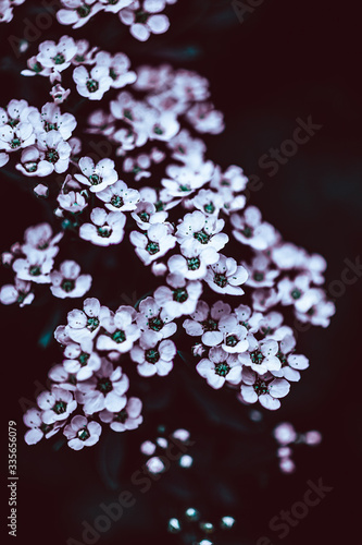 Dark Moody Floral backdrop of blooming spiraea © dvoevnore