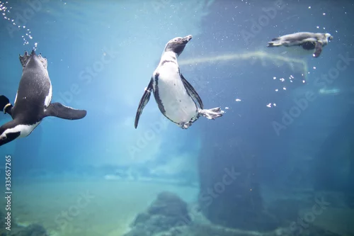 Obraz Photo by: Jakub Witkowski (https://witkowski13.wixsite.com/jakub)