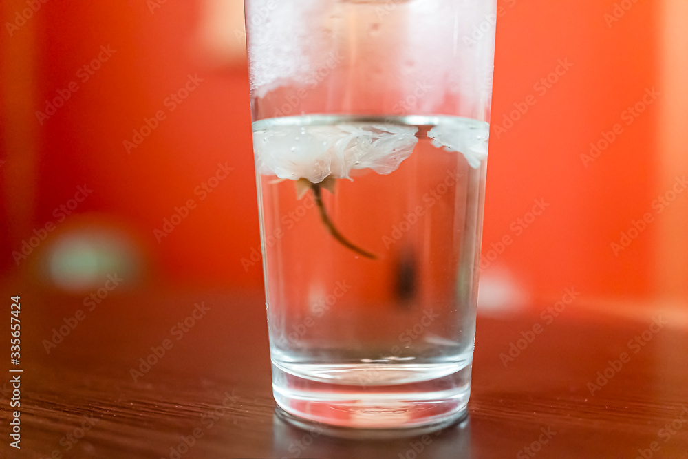 Traditional japanese red pink white salted sakura flower pickle floating in tea closeup on wooden table with shallow depth of field Traditional japanese red pink white salted sakura flower pickle floating in tea closeup on wooden table with shallow depth of field