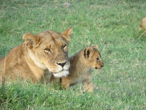 Lioness protects her cub