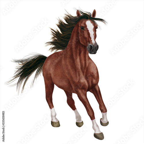 cheval  animal    talon  brun  isol    mammif  re  ferme  nature  chevalin  blanc  sauvage  amoureux des chevaux  t  te  courir  portrait  galop  course  cheval  noir  poulain  beaut    jument  champ  anim