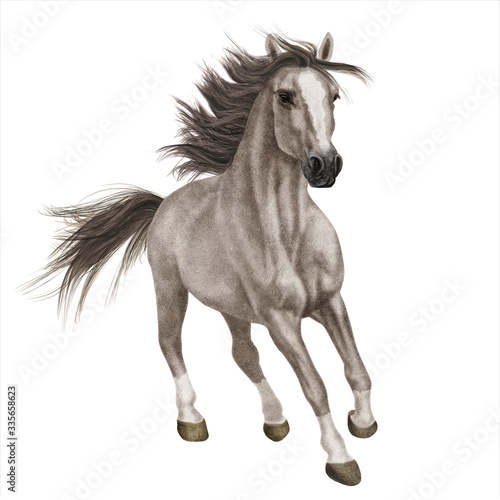 cheval  animal    talon  gris  isol    galop  courir  course  ferme  nature  mammif  re  chevalin  amoureux des chevaux  sauvage  crin  arabe  brun  beaut    jument  de race  beau  mustang  poney  champ