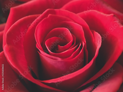 Close-up of a red rose flower  floral background. Use in decoration  packaging.