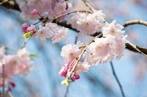 桜の花