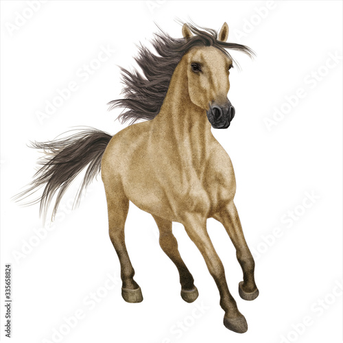 cheval  animal    talon  isol    jaune  galop  courir  ferme  chevalin  sauvage  course  mammif  re  amoureux des chevaux  nature  brun  crin  arabe  jument  poney  portrait  beau  puissance  beaut    jeu