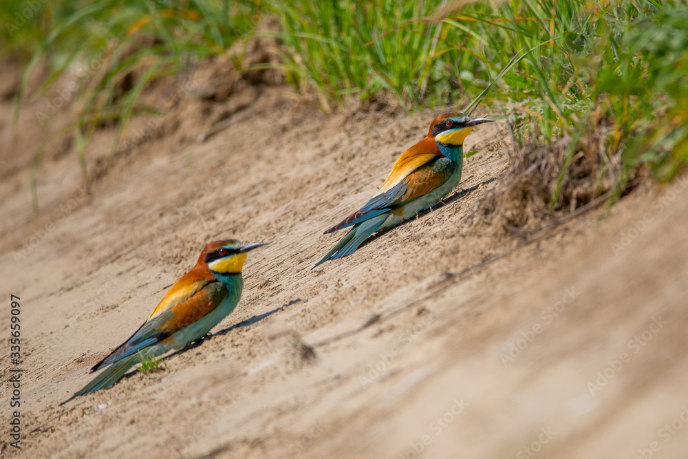 Obraz premium Bee-eaters sitting on a sand and look into the camera. Animal or nature background with copy space.