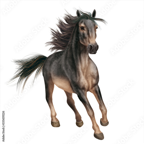 cheval  animal  noir    talon  isol    blanc  galop  courir  course  mammif  re  ferme  chevalin  nature  sauvage  amoureux des chevaux  arabe  jument  crin  brun  poney  beaut    andalou  beau  de race