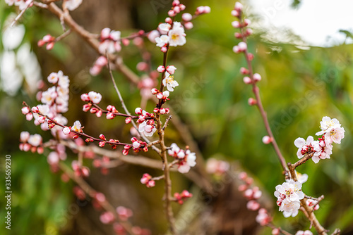 Closeup of cherry tree sakura blossom opening flowers on branch with buds in spring springtime near Shinto shrine temple at Higashiyama walking course in Takayama, Japan of Gifu Prefecture