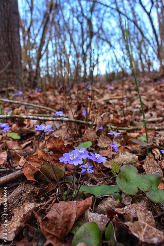 Obraz premium spring flowers in the forest