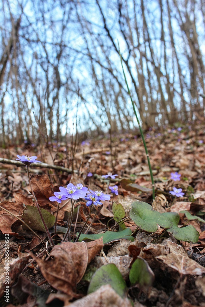Obraz premium spring flowers in the forest
