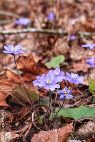 spring flowers in the forest