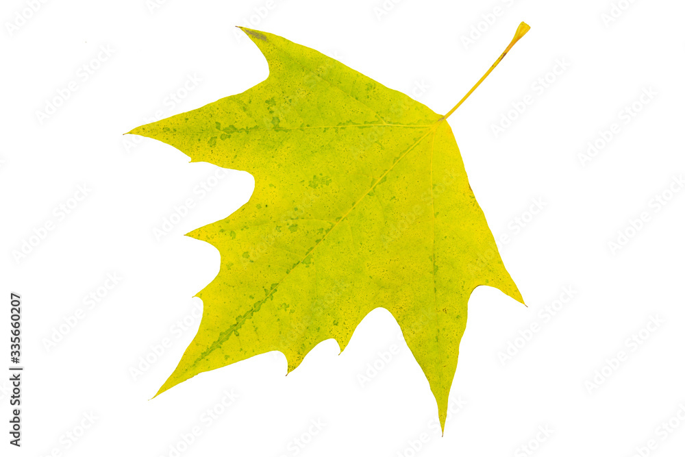 Naklejka premium Platan leaf cut out isolated a on white background during autumn fall period.