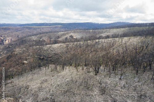 A forest burnt by bush fire in Australia beginning to regenerate