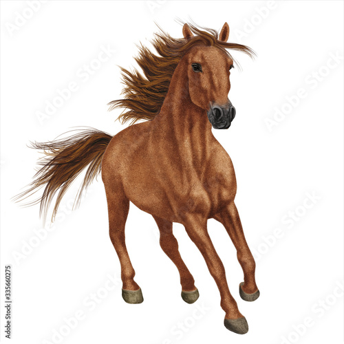 cheval, animal, brun, isolé, étalon, ferme, blanc, sauvage, mammifère, chevalin, nature, tête, courir, amoureux des chevaux, galop, portrait, poulain, cheval, poney, noir, jument, crin, beauté, châtai