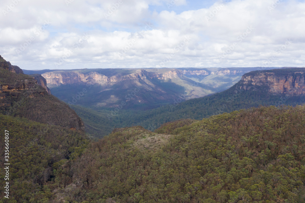 Fototapeta premium A forest valley burnt by bush fire in Australia beginning to regenerate