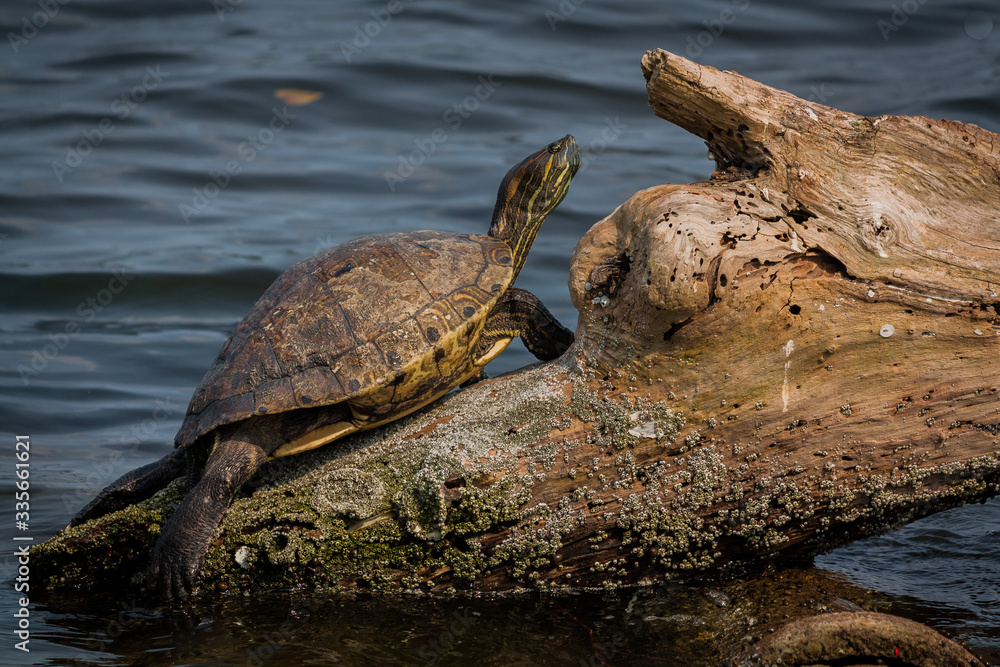 Fototapeta premium reptiles salvajes tomando el sol en el lago wild reptiles sunbathing on the lake 