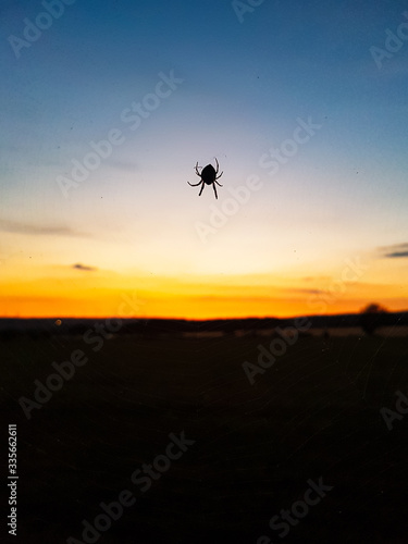 Spinne im Sonnenuntergang