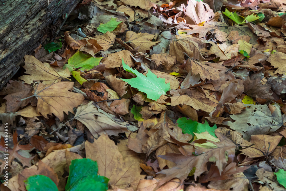 Autumn leaves on the ground after falling from the tree Autumn leaves on the ground after falling from the tree