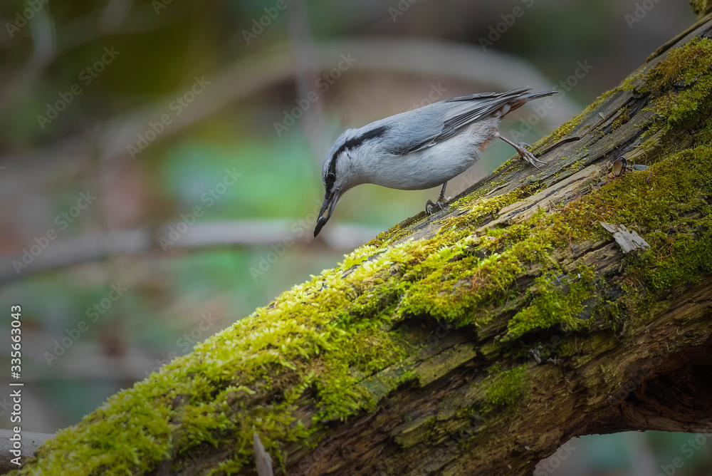 Obraz premium bird on a tree