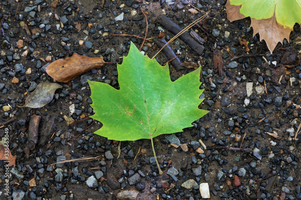 Autumn leaves on the ground after falling from the tree Autumn leaves on the ground after falling from the tree