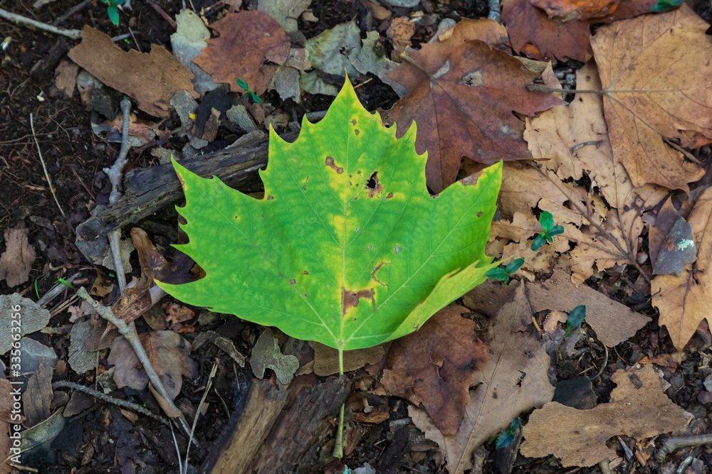 Autumn leaves on the ground after falling from the tree Autumn leaves on the ground after falling from the tree