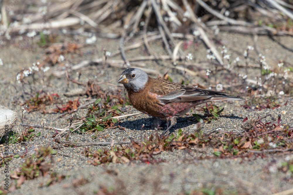 Fototapeta premium gray crowned rosy finch