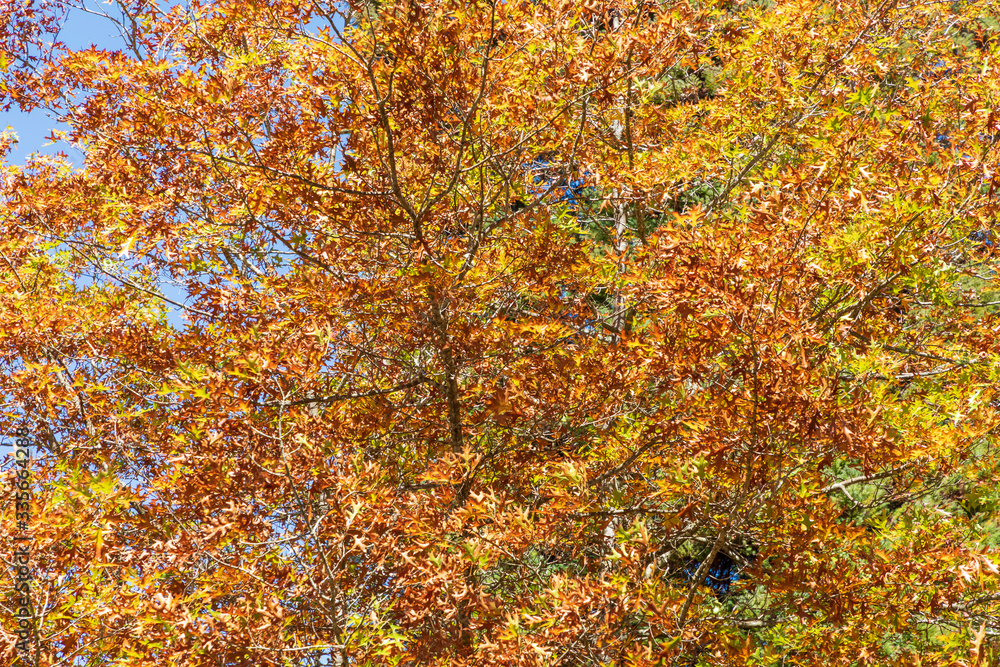 Autumn trees leaves changing color with the season Autumn trees leaves changing color with the season