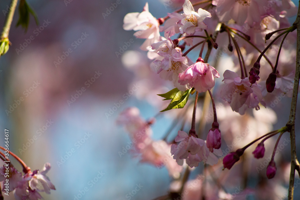 Obraz premium 桜の花びら