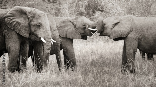 African Elephants with Intertwined Trunks